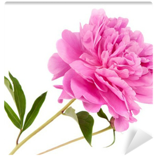 Peony (400x400)
