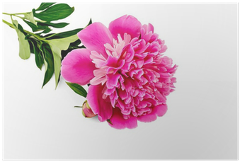 免基礎,零失敗,新手必看的種花寶典:150種景觀花卉栽培技法,一本學會播種、施肥、換盆、光照、除蟲害的訣竅(附贈新娘花種子包) (400x400)