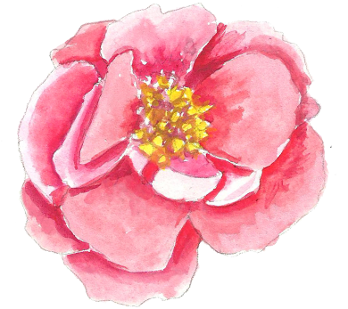 Links - Common Zinnia (400x400)