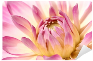 Dahlia (400x400)