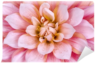 Zinnia (400x400)