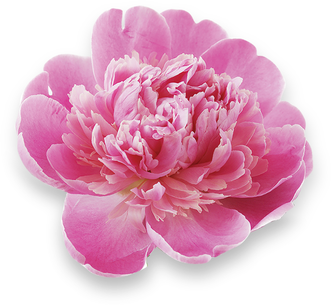Peony (800x800)