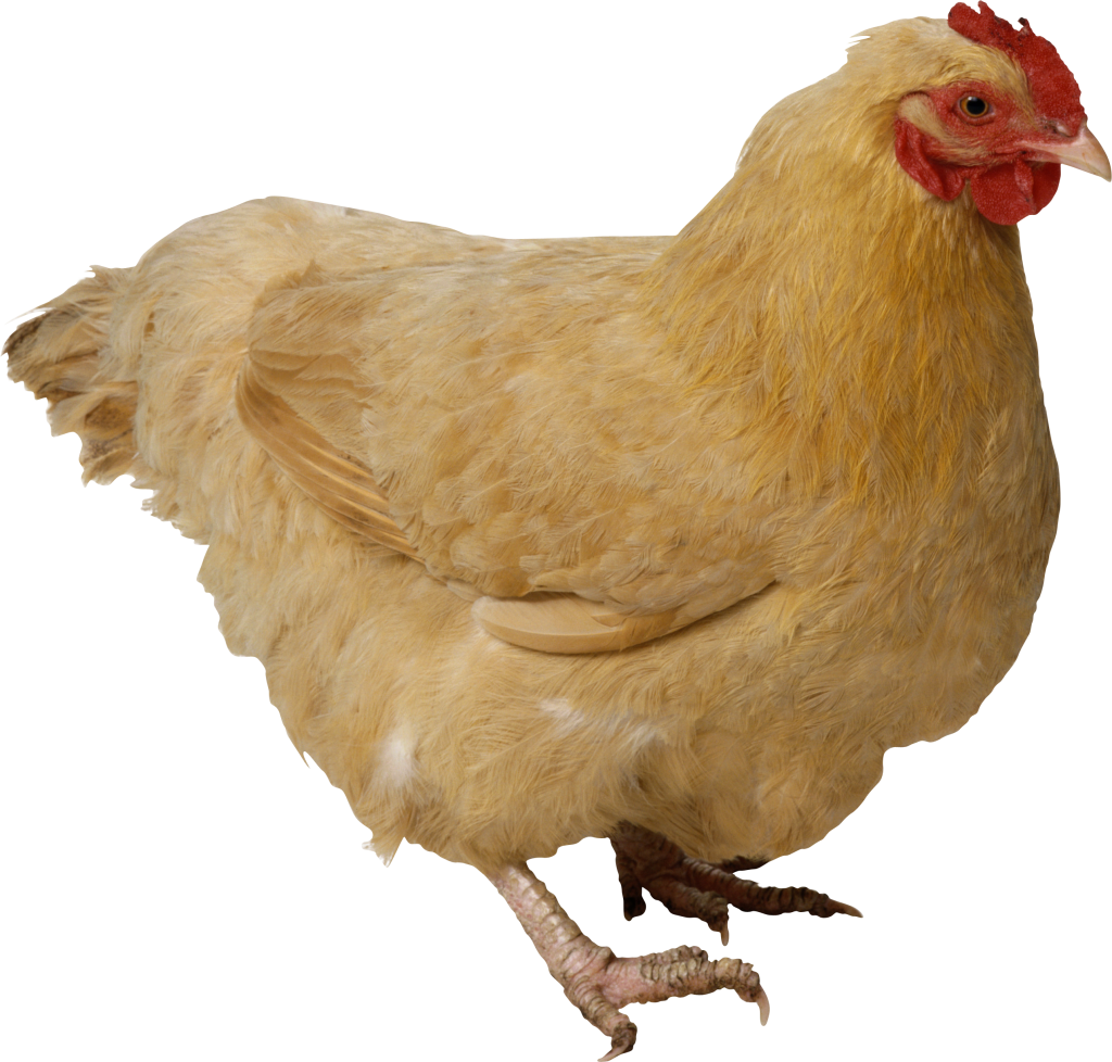 Chicken Png (1024x978)