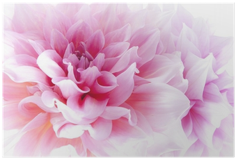Dahlia (400x400)