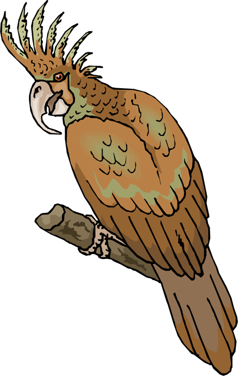 Brown Parrot - Brown Parrot (476x750)