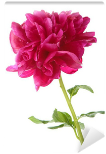 Peony (400x400)