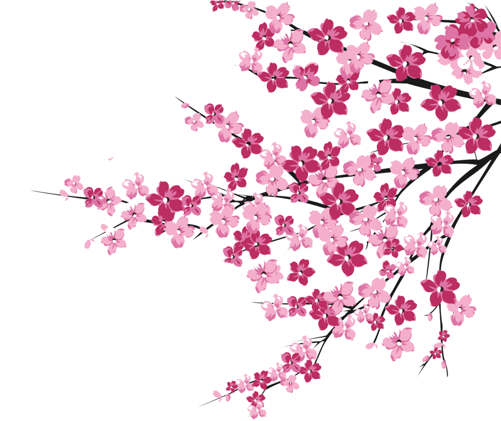 Cherry Blossom Pink - Cherry Blossom (1674x1603)