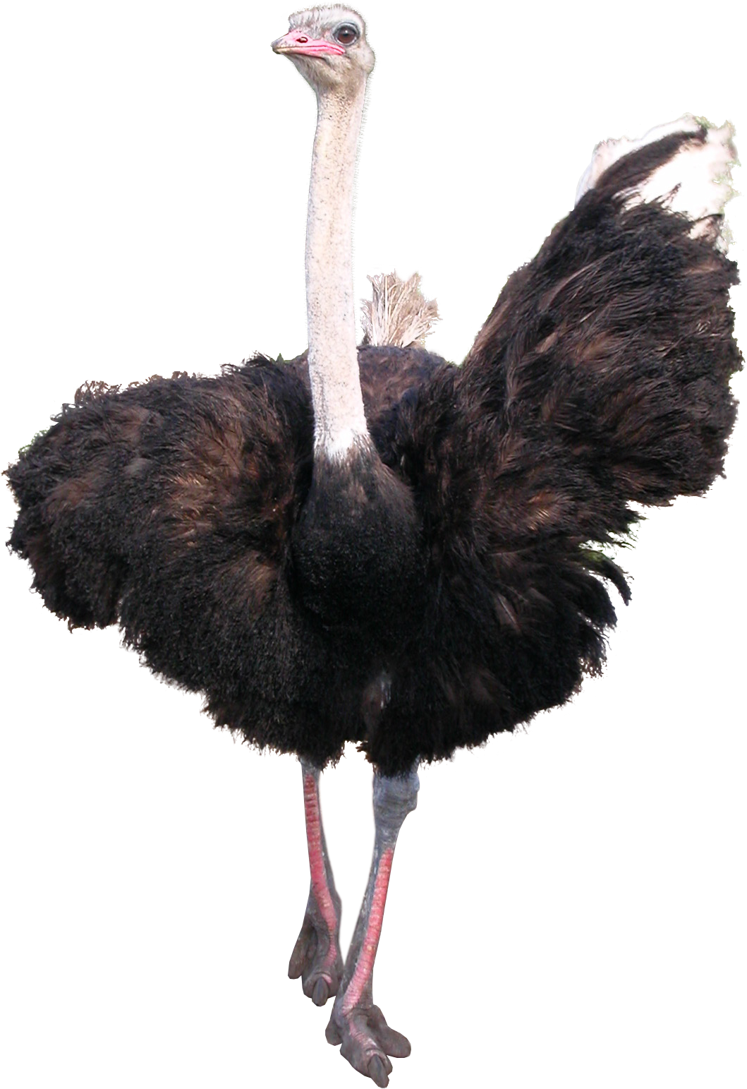 Ostrich Png (1059x1543)