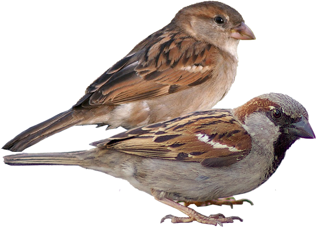 Passerine - Passerine (635x446)
