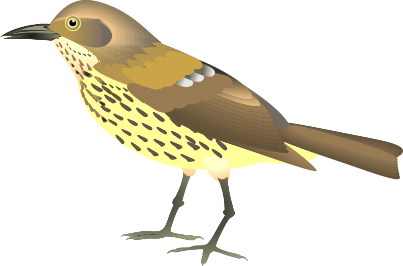 Bird 14 Free Vector - Eat. Sleep. Bird Mousepad (800x529)