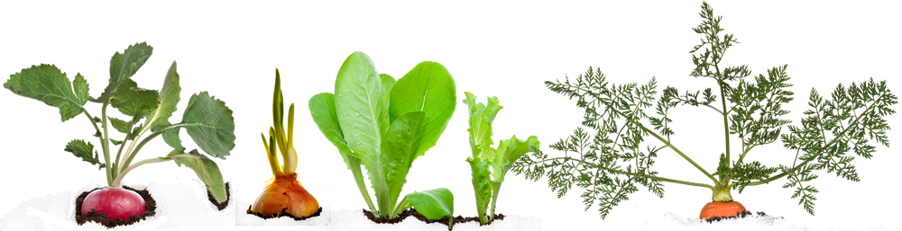 Veggie Plants - Chard (1000x257)