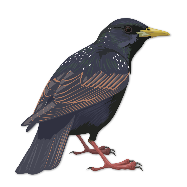 Bird (848x848)