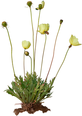 3d View - Papaver Radicatum (550x420)