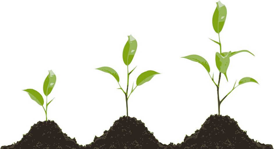About - Young Plant (976x590)