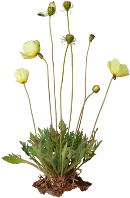3d View - Arctic Poppy Transparent (550x420)
