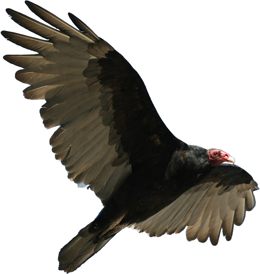 Vulture Transparent (960x925)