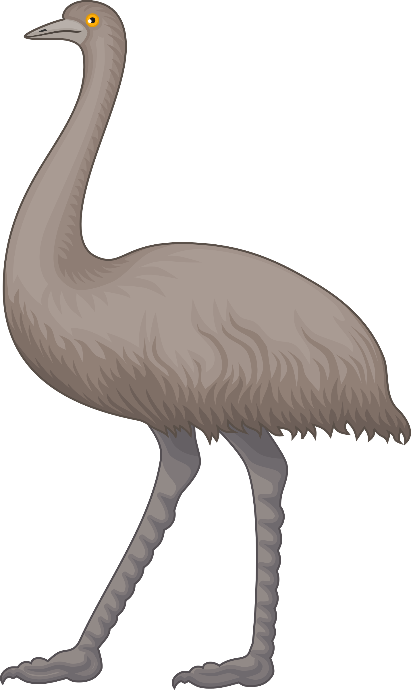 Emu - Clip Art Emu (1431x2400)
