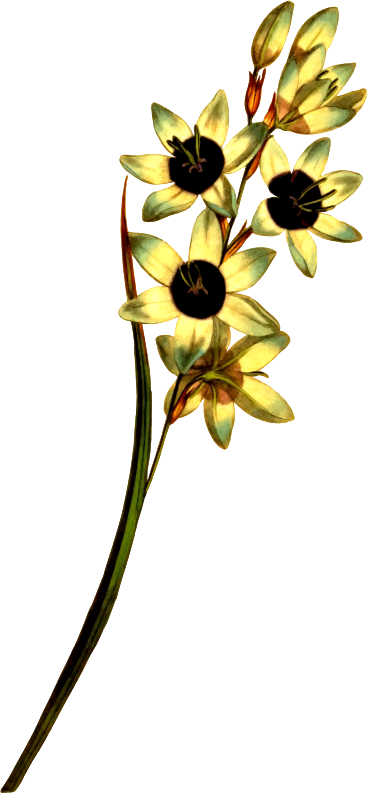 Medium Image - Turquoise Ixia (368x793)
