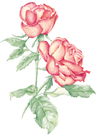 Rose - Rose (347x479)