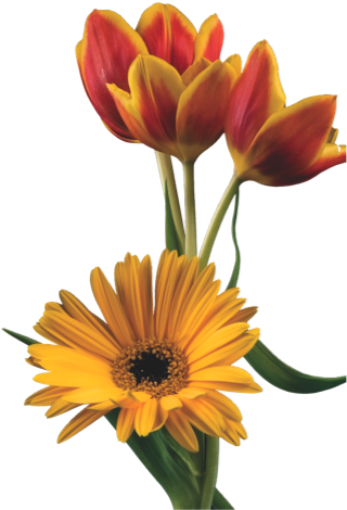 Gazania (560x628)