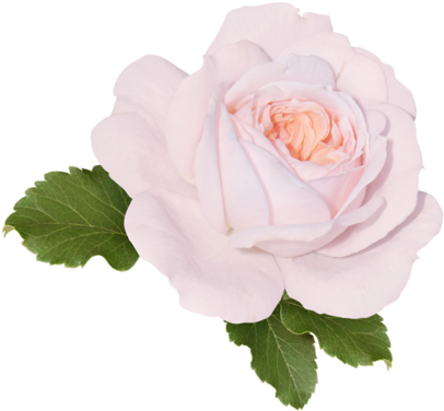 Floribunda (500x458)