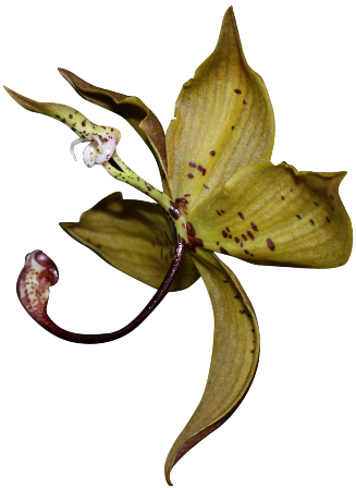 Orchids (327x448)