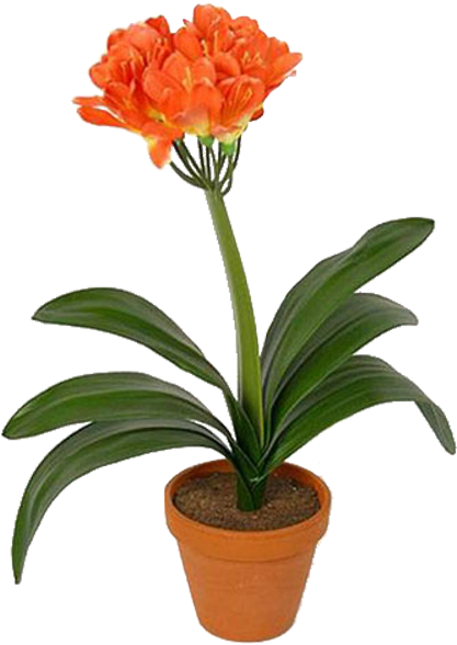 Кливия - Clivia (600x600)