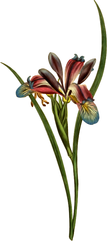 Medium Image - Zazzle Gras-leaved Flaggen-iris-illustration Otterbox (354x793)