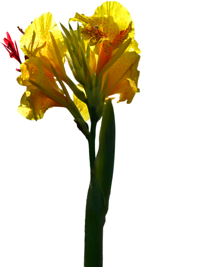 Canna Lily (727x1098)