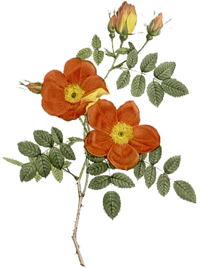 Botanical Illustration (329x493)