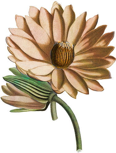 1 - John Lindley Flowers (383x501)