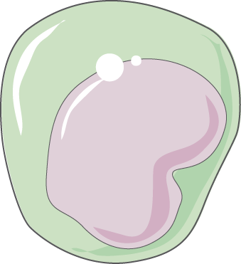 Blood - Monocyte (339x371)