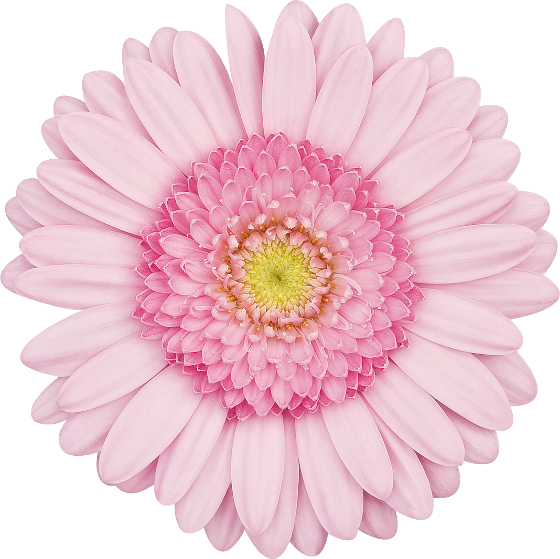 Pink Flower Png (560x559)