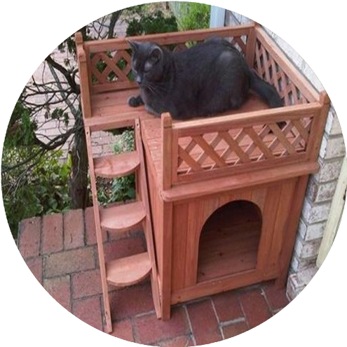 Cat (512x512)