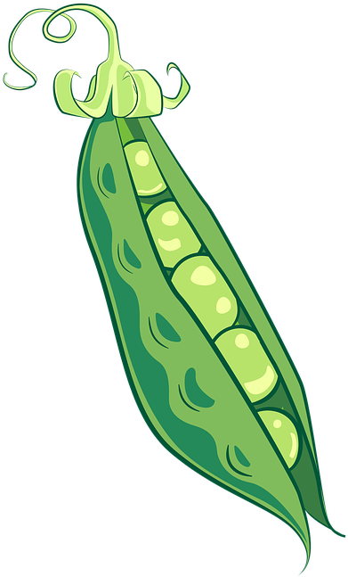 Pink Peas Cliparts - Vegetable (509x720)