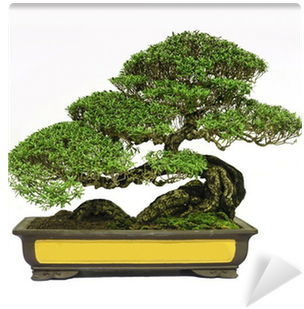 Bonsai (400x400)