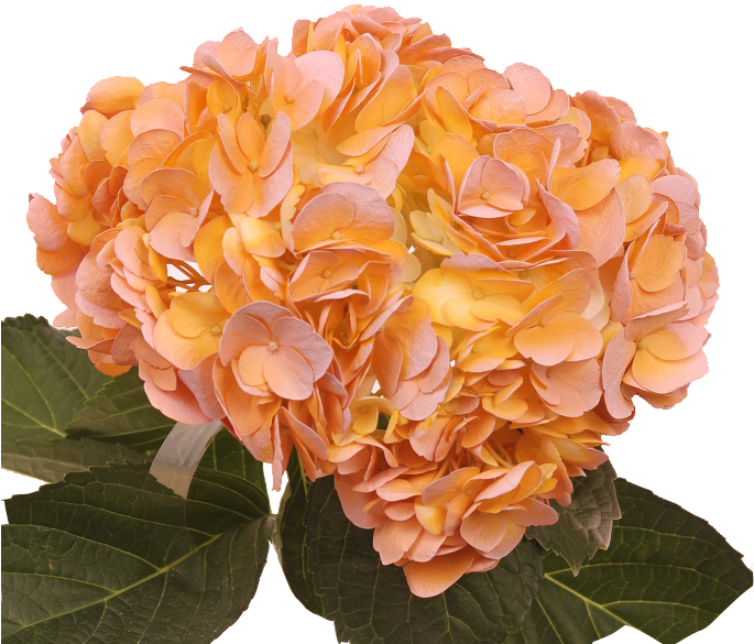 Vintage Salmon Light - Salmon (685x650)