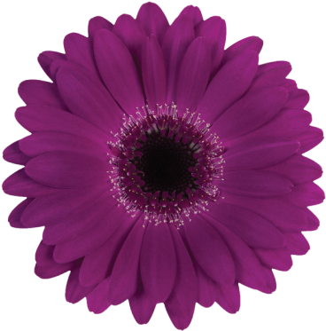 Navy - Dianthus Moontea (374x374)