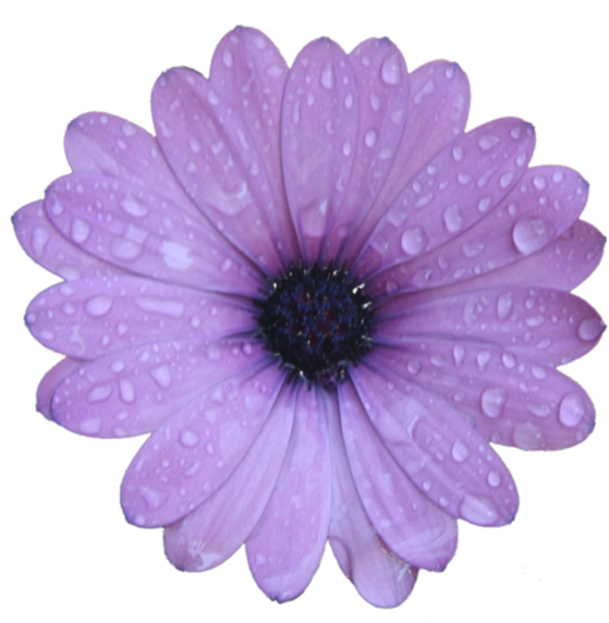 Laurdiy Logo (600x571)