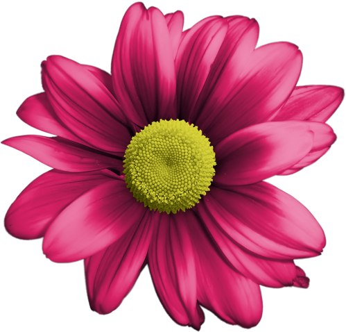 Colored Daisies - Saalbach-hinterglemm (500x500)