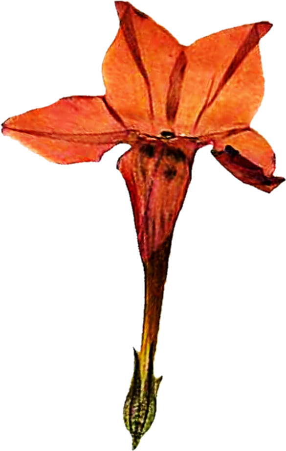 Pressed Honeysuckle By Jeanicebartzen27 - Maple (742x974)