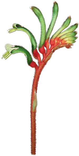 Australian Flora Png (300x594)