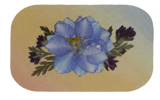 Bleed Area May Not Be Visible - Larkspur (600x371)
