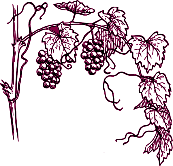 Draw A Grape Vine (600x576)