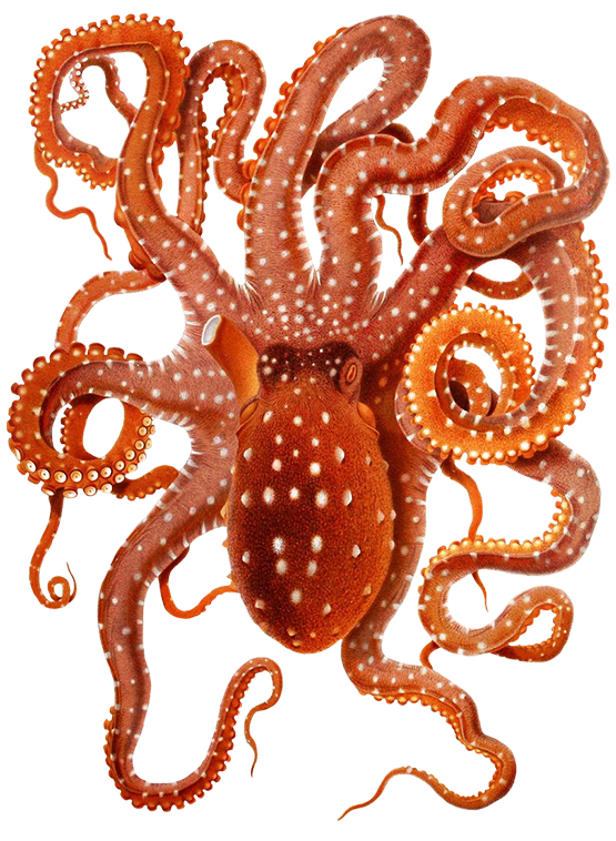 Ocotpus Image - Octopus Png (596x768)