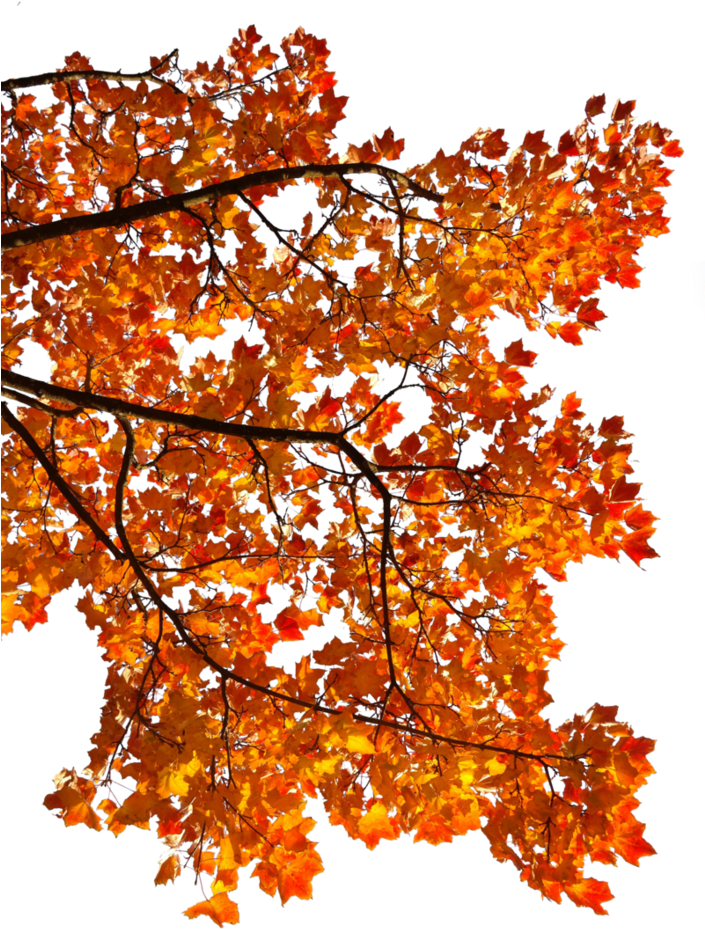 Maple Leaf Autumn Android Clip Art - Maple Leaf Autumn Android Clip Art (704x1136)