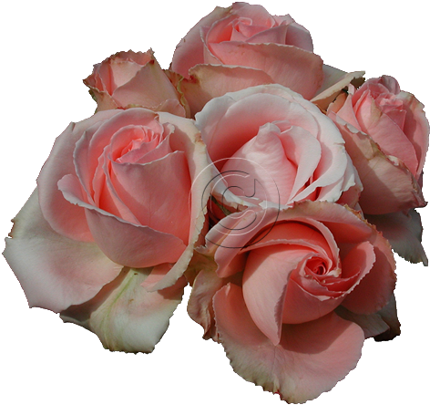 Pink Roses File - Transparent Roses (700x525)