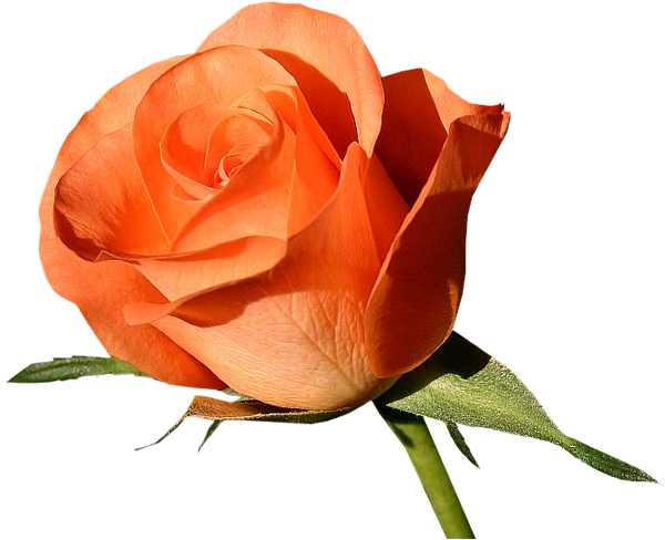 Garden Roses (600x488)