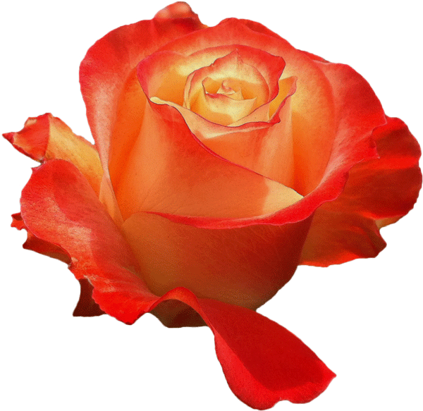 Display All Pictures - Floribunda (600x766)