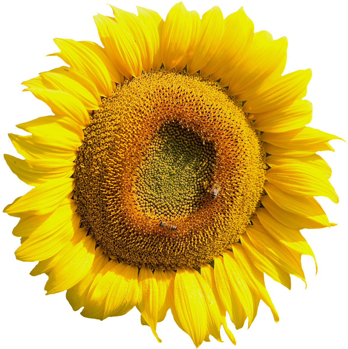 Flower Png (1300x1282)